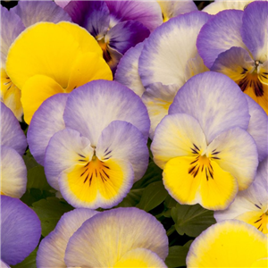 Viola - Winter/spring Trailing 'Cool Wave Blueberry'